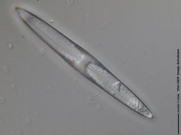 C425.3.JPG