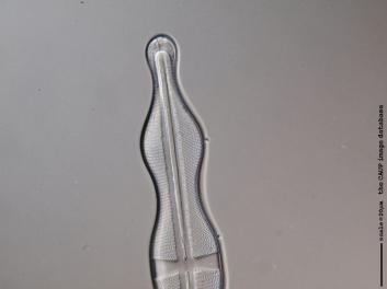 C427.4-5.jpg
