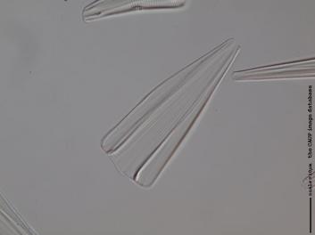 C429.1-2.jpg