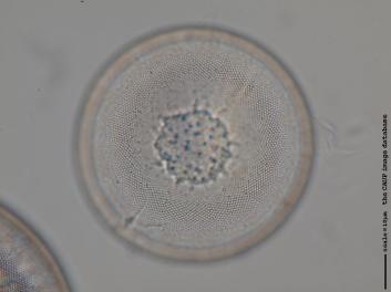 C432.8.JPG