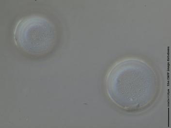 C433.1-3.jpg