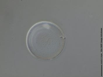 C433.4-7.jpg