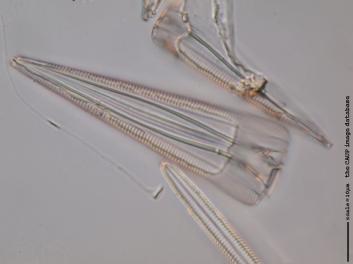 C436.3-4.jpg