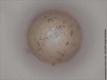 D115.1-3.jpg