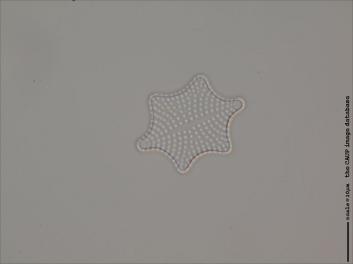 D117.1-2.jpg