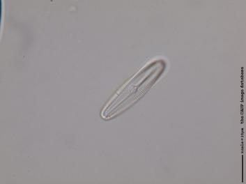 D124.4.JPG