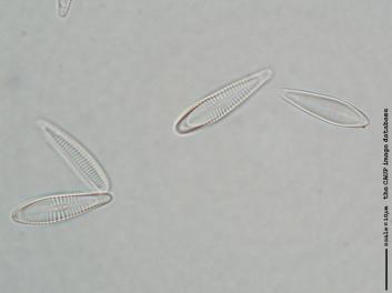 D126c.jpg