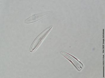 D126h.jpg