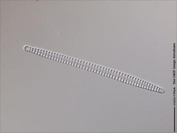 D129.1-2.jpg