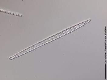 D129.3.JPG