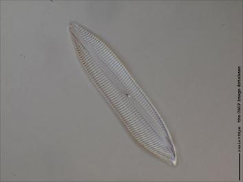 D133.4-6.jpg