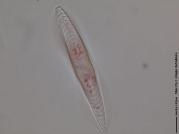 D219.1.JPG
