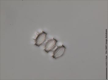 D417.3-5.jpg