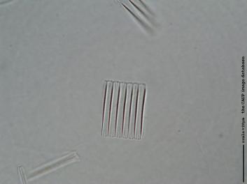 D419e.jpg