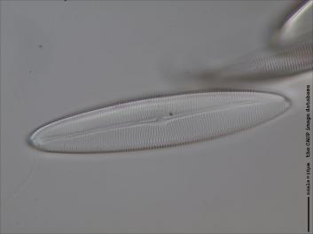 D426.1-3.jpg