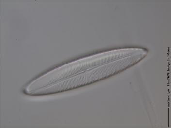 D426.4-5.jpg