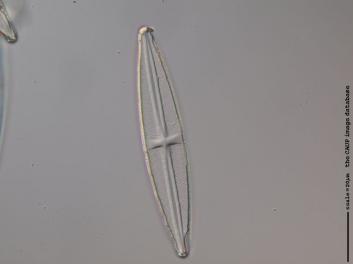 D427.1.JPG