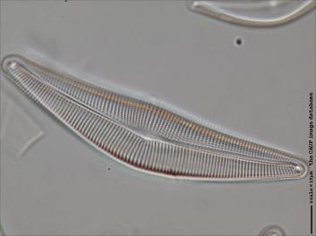 D435.1-2.jpg