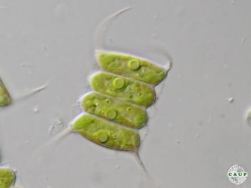 H0522_2agar.jpg