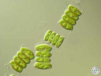 H0522_3agar.jpg