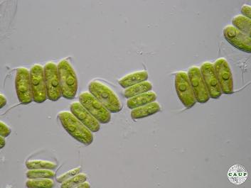 H0522_4agar.jpg