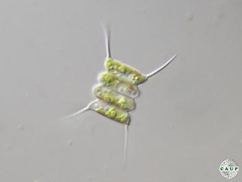 H0522_6liquid.jpg