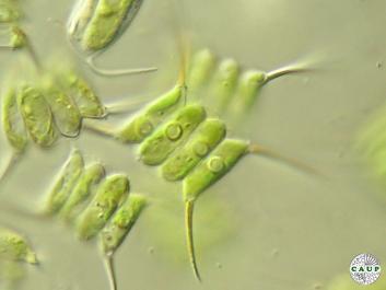 H0522_7liquid.jpg