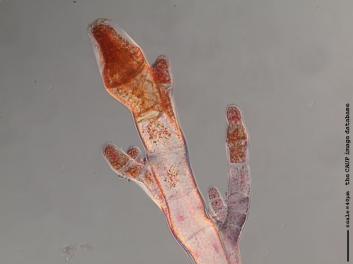 K023c.JPG