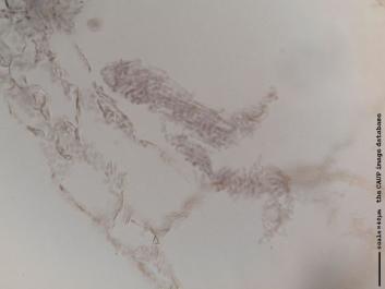 N0005a.JPG