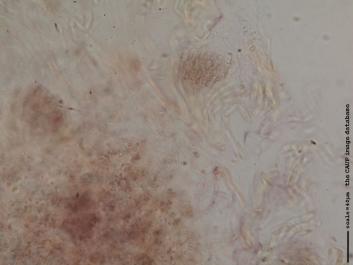 O012a.JPG