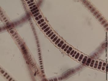 O013b.JPG