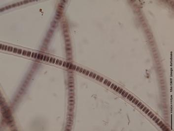 O013c.JPG
