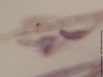 O018.JPG