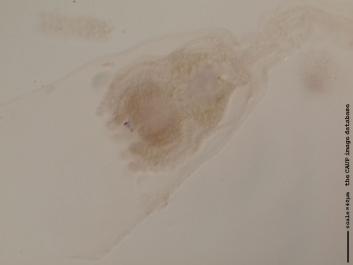 O018a.JPG