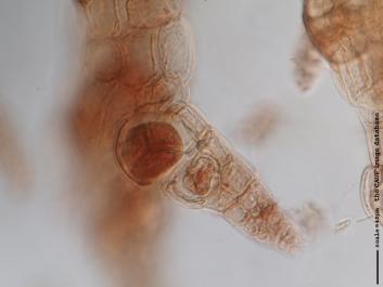 O021a.JPG