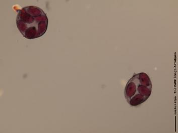 R002a.JPG