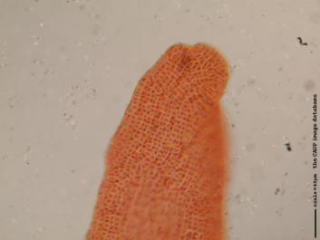 R004a.JPG