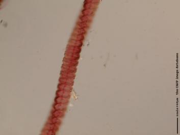S027a.JPG