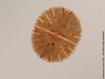 S032.JPG