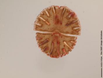 S032a.JPG