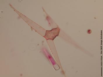 S036a.JPG