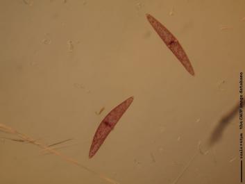 S043.JPG