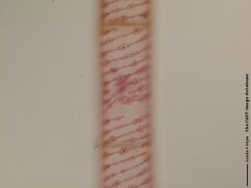 S049a.JPG