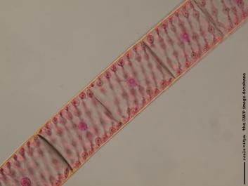 S052a.JPG