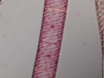 S052b.JPG