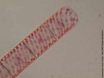 S052c.JPG