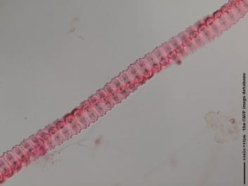 S057.JPG