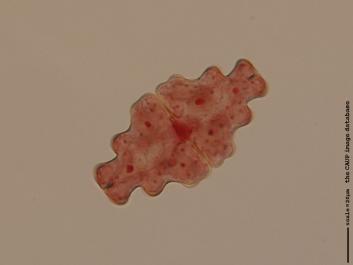 S061b.jpg