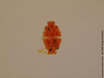 S062a.JPG