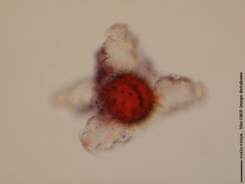 S063.JPG